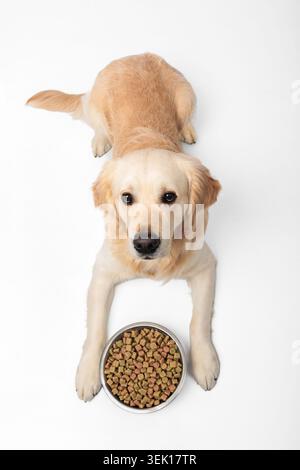 Hund Golden Retriever auf weißem Hintergrund mit einer Schüssel Hundefutter, blickt in Erwartung auf. Gesunde Hundeernährung, Fütterungszeit und Tierfutter Co Stockfoto