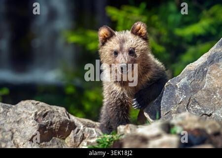Braunes Bärenjunges im Wald mit Wasserwand Hintergrund. Porträt des Braunbären, eines Tieres im natürlichen Lebensraum. Tierwelt aus Europa Stockfoto