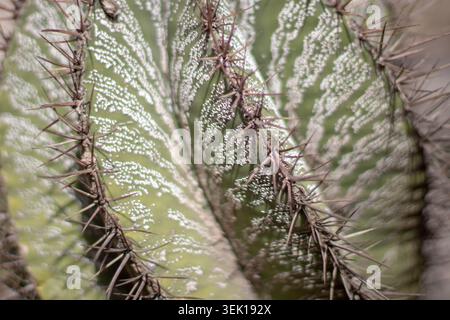Abstrakte Nahaufnahme eines gerippten Spiralkaktus mit gepunkteten grauen Stacheln und gestreiften Mustern. Die geringe Tiefe des Feldes hebt den auffälligen tex hervor Stockfoto