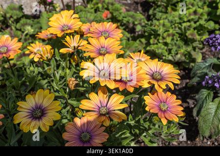 Buntes Blumenbeet im Siegener Schlossgarten Stockfoto