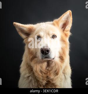Weißer Deutscher Schäferhund. Hochformat Stockfoto