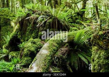 Alte gefallene Baumstämme, bedeckt mit Moos und umgeben von Farnen in einem lebhaften Waldökosystem. Stockfoto