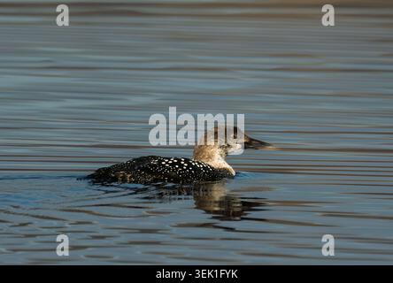 Ein Great Northern Diver (Gavia immer) schwimmt, Isle of Mull, Schottland Stockfoto