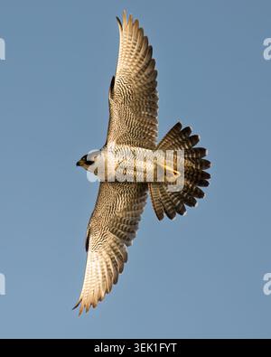 Ein ausgewachsener Wildfalke (Falco peregrinus) im Flug gegen einen blauen Himmel, Norfolk Stockfoto