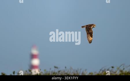 Ein Kurzohr-Eulen (Asio Flammeus) jagt mit dem Leuchtturm von Happisburgh im Hintergrund, Norfolk Stockfoto