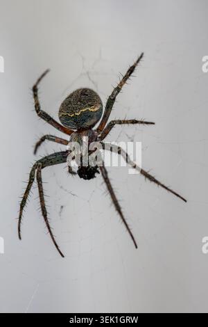 Das detaillierte Makrofoto erfasst die Brückenspinne, die in ihrem Netz liegt. Stockfoto