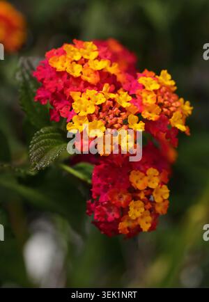 Gemeine Lantana, auch bekannt unter dem Namen Weeping Lantana – Lantana camara. Wunderschöne, bunte Heckenblumen, Portugal. Makro - selektiver Fokus für Effekt. Stockfoto