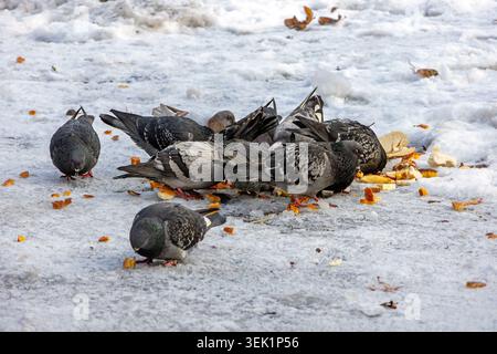 Eine Schar von Taubenvögeln, die draußen auf der Straße der Stadt auf Schnee stehen und während der Wintersaison Brotkrümel essen Stockfoto