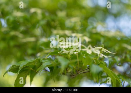 Die Blüten des japanischen Hartholzes Cornus kousa erheben sich unter einem grünen Baldachin zwischen den Blättern. Verwischtes Laub und Himmel schaffen einen traumhaften Blick auf den Wald. Stockfoto