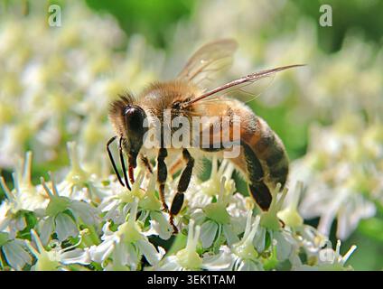 Honigbiene auf weißer Blume im Sommer Stockfoto