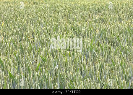 Weizenernte reift im Frühjahr auf dem Feld Stockfoto