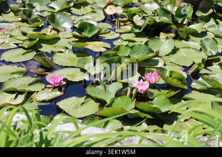 Rosafarbene Seerosen, Die Auf Dem Teich Schwimmen Stockfoto