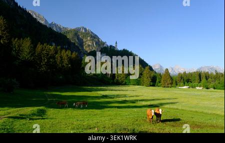Rinder weiden am Fuße der Burg Neuschwanstein auf einem bewaldeten Hügel über Wiesen in den Bayerischen Alpen Stockfoto