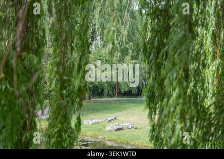 Weinende Weidenzweige, Salix babylonica, bilden einen ruhigen Teich und eine grasbewachsene Bank. Sanftes grünes Laub schafft einen natürlichen Vorhang im Park. Stockfoto