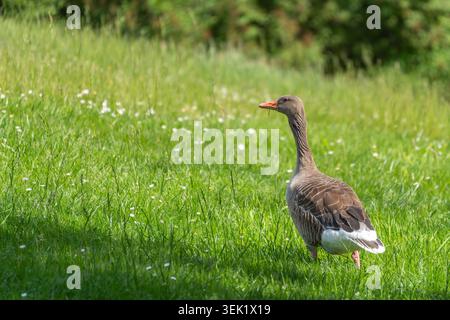 Eine ausgewachsene Graugans steht wachsam im hohen grünen Gras unter sanftem Sonnenlicht. Vogelart ist Graugans Anser anser mit Gänseblümchen Bellis pere Stockfoto
