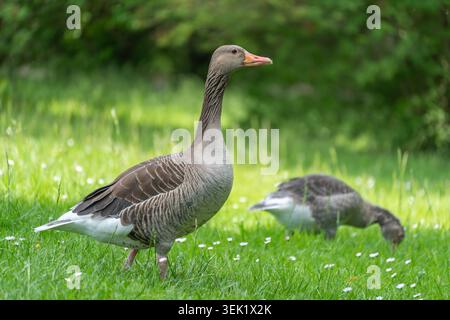 Eine graue Gans steht in der Nähe der Kamera, während eine andere im Hintergrund speist. Vögel sind Graugans Anser Anser im Gras mit Bellis perennis da Stockfoto