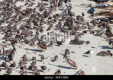 Vögel am Children's Pool Beach in La Jolla, Kalifornien. Stockfoto