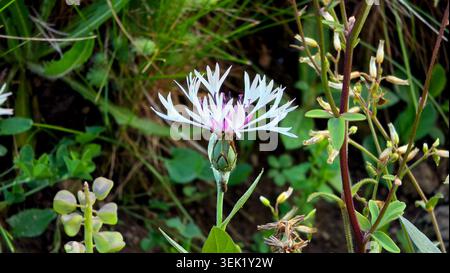 Eine sachliche Augenhöhe von einem einzelnen, mehrjährigen Kornblumenkopf Centaurea montana mit weißen, spinnenförmigen Blütenblättern und einem violetten Zentrum Stockfoto