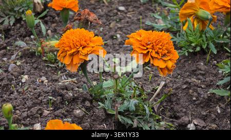 Zwei leuchtend orange aztekische Ringelblumen Tagetes erecta wachsen auf grünen Stämmen aus dunklem Gartenboden, umgeben von kleinen Blättern und Knospen Stockfoto