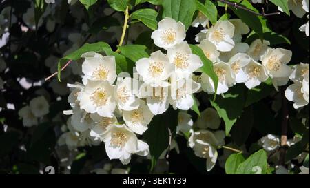 Üppige Gruppen von becherförmigen weißen, süßen, orangen Philadelphus coronarius Blüten mit goldenen Zentren wachsen dicht auf einem bewaldeten Gartenzweig Stockfoto