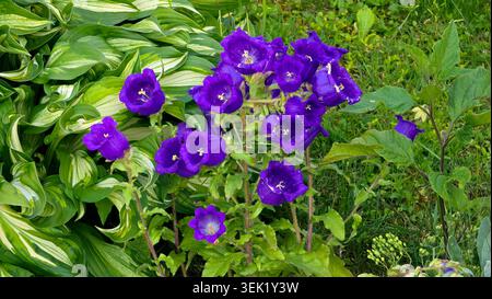 Atemberaubende Ansammlung von dunkelblau-violetten Canterbury-Glocken Campanula mittelgroße Blüten stehen neben markantem Grün-weiß-buntem Hosta-Laub Stockfoto