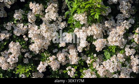 Das dichte Dickicht der invasiven Multiflora Rose Rosa multiflora zeigt Tausende von kleinen weißen bis blassrosa Blüten, die eng gruppiert sind Stockfoto