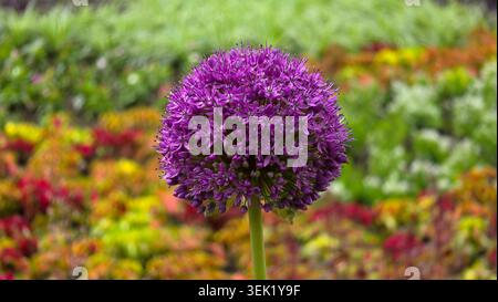 Eine einzelne kugelförmige lila Zierzwiebel Allium giganteum Blumenkopf steht auf einem grünen Stiel vor einem weichen, verschwommenen Hintergrund des farbenfrohen Gartens Stockfoto