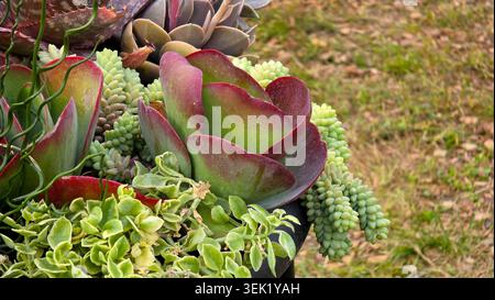 Die Rosette Kalanchoe luciae mit rotem Rand ist ein Pflanzgefäß im Freien, der von einem rückwärtigen Burros-Schwanz und einer hellgrünen Sonnenaufgang umgeben ist Stockfoto