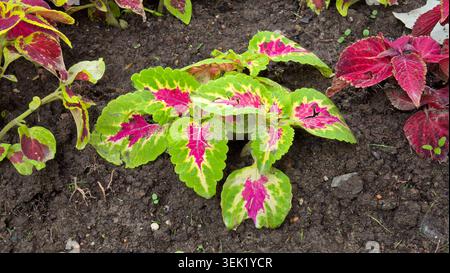 Eine einzelne coleus Coleus scutellarioides Pflanze hat strukturierte grüne Blätter mit hellrosa und magentafarbenen Zentren, die aus bearbeiteter brauner Erde wachsen Stockfoto