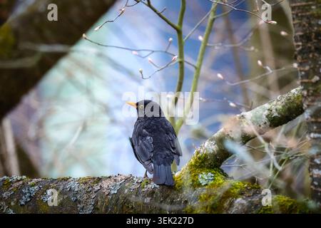 Nahaufnahme einer Amsel, die auf einem Baum sitzt Stockfoto
