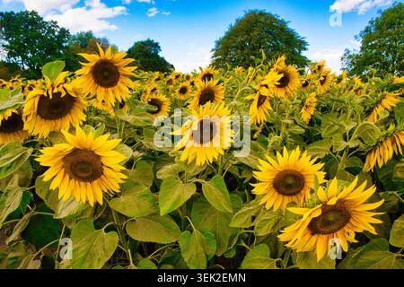 Sonnenblumen auf der Becketts Farm Stockfoto