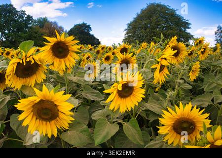 Sonnenblumen auf der Becketts Farm Stockfoto