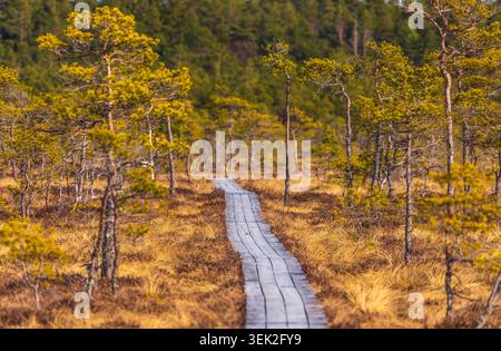Holzsteg schlängelt sich durch ein goldenes Moor, umgeben von einem kargen Wald mit kleinen Kiefern im Soomaa Nationalpark, Estland. Stockfoto