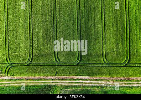 Top-down-Landschaft mit grünen Ackermöbeln und Linien. Stockfoto