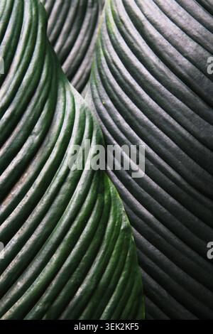 Grüne Blattstruktur auf Foto mit Hochformat Stockfoto