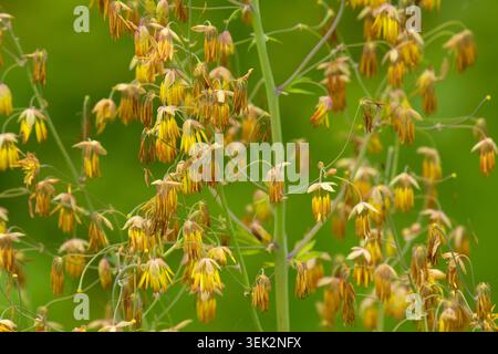 Fendler's Meadow-rue (Thalictrum fendleri), Howard Buford Recreation Area, Lane County, Oregon Stockfoto