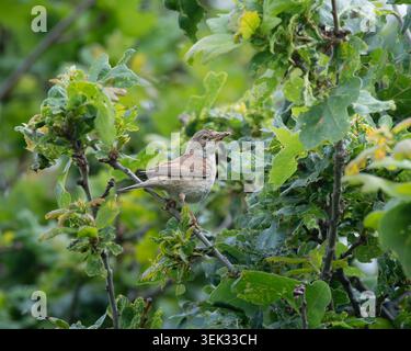 Gemeiner Whitethroat (Sylvia communis), der auf einem Eichenzweig thront und ein Insekt im Schnabel hält Stockfoto