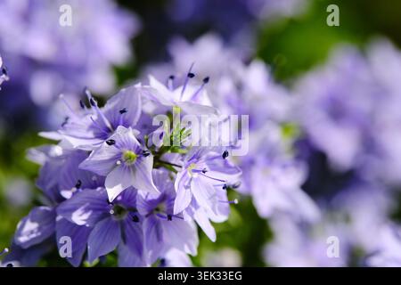 Zarte violette Blüten und Staubblätter veronica Blüte in der Sommergärten Stockfoto