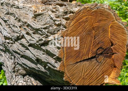 Nahaufnahme eines frisch geschnittenen Baumstamms mit detaillierter Holzstruktur, Rindenstruktur und natürlichen Wachstumsmustern. Stockfoto