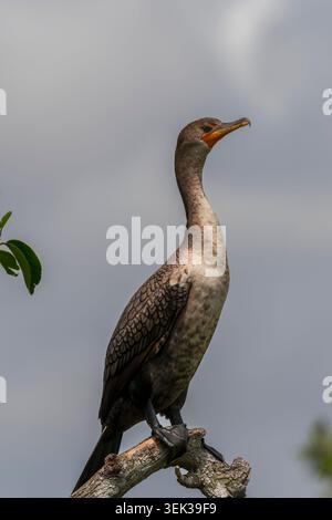 Ein doppelwandiger Kormoran, der auf einem Ast thront Stockfoto