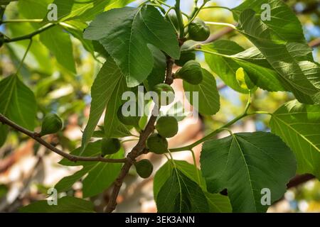 Nahaufnahme von rohen grünen Feigen, die auf einem Baumzweig Reifen, umgeben von lebhaften, breiten Blättern unter hellem Sonnenlicht. Stockfoto