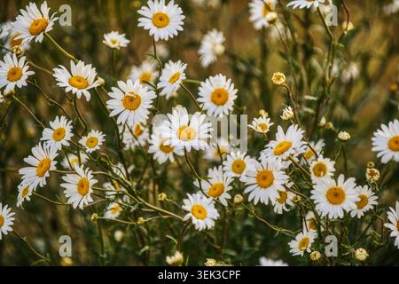 Ochsenaugen-Gänseblümchen wachsen in einem Norfolk-Feld Stockfoto