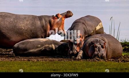 Eine Gruppe von Flusspferden, die im Schlamm an einem afrikanischen Flussufer ruhen, einer mit weit geöffnetem Mund und pinkfarbenen Kiefern in einer dramatischen Bedrohung. Stockfoto