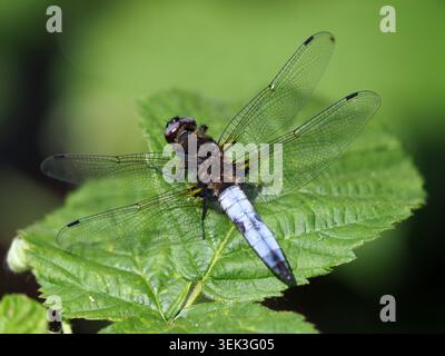 Seltene Jagdfliege libellula fulva, Barnwell, Northamptonshire, Großbritannien Stockfoto