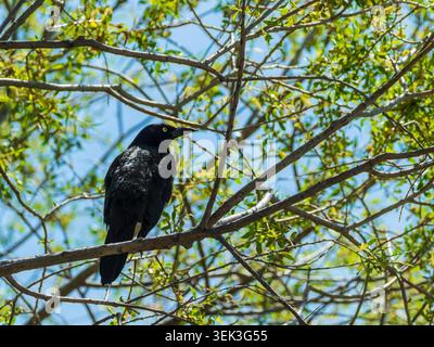 Gewöhnlicher Grackle Vogel in einem Baum, Jackson Lake State Park, Orchard, Colorado Stockfoto