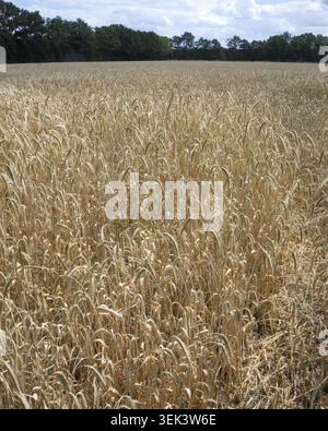 Im Sommer steht unter einem teilweise bewölkten Himmel ein Feld mit reifem Weizen. Die Stiele sind hoch und goldfarben, mit ein paar Bäumen in der Ferne Stockfoto