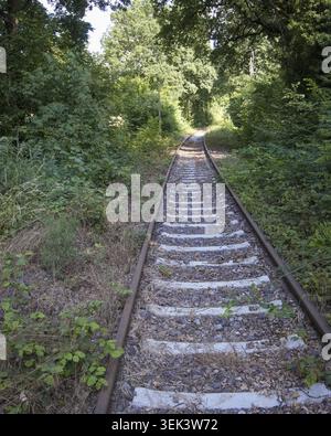 Eisenbahngleise führen durch dicke grüne Büsche und Bäume in einem Wald. Die Szene ist hell mit Tageslicht. Die Natur umgibt die Gleise auf beiden Seiten Stockfoto