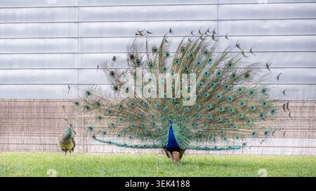 Der Pfau zeigt lebendige Schwanzfedern für Erbsen auf Gras Stockfoto