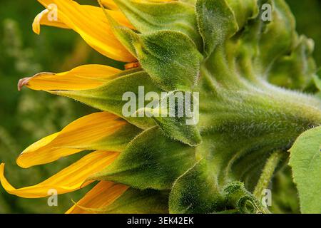 Große Sonnenblume in voller Blüte, von hinten betrachtet, mit goldenen Blütenblättern und einem weichen, haarigen Blütenkopf, der in natürlichem Licht leuchtet. Stockfoto