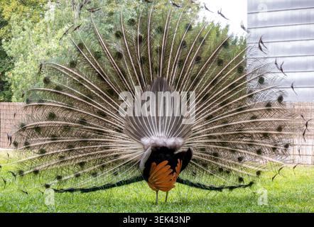Peacock zeigt wunderschöne Fächerschwanzfedern Stockfoto